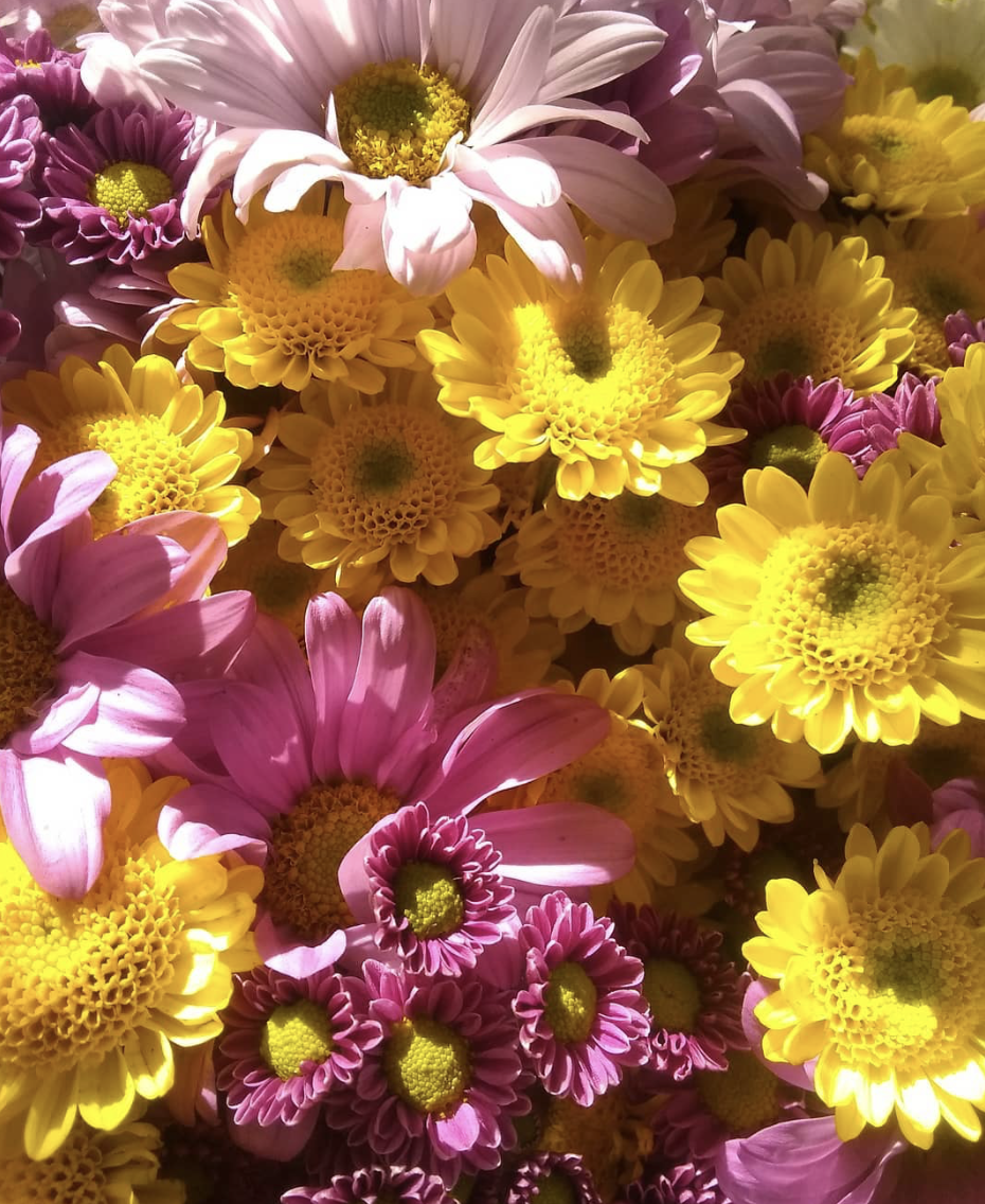 Sunshine Daisies - Hospital Get Well Flowers